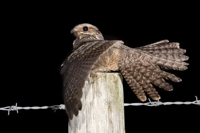 Framed Print : Nightjar - with wings open on a post Framed Print : Nightjar - with wings open on a post