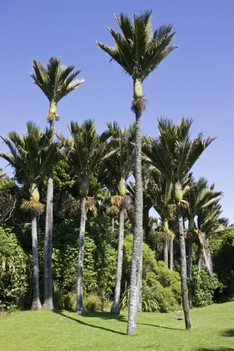Framed Print : Nikau palms. Punakaiki South Island New Zealand. The Maori used the fronds for thatching and strips of the fronds for mats and bags. The trunk was used to make pots and storage containers. The centre shoot was steamed and used as food