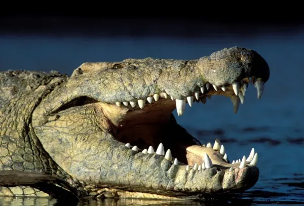 Nile Crocodile Print - Africa's Largest Predator, FL-2961. Art Prints, Posters & Puzzles from Ardea