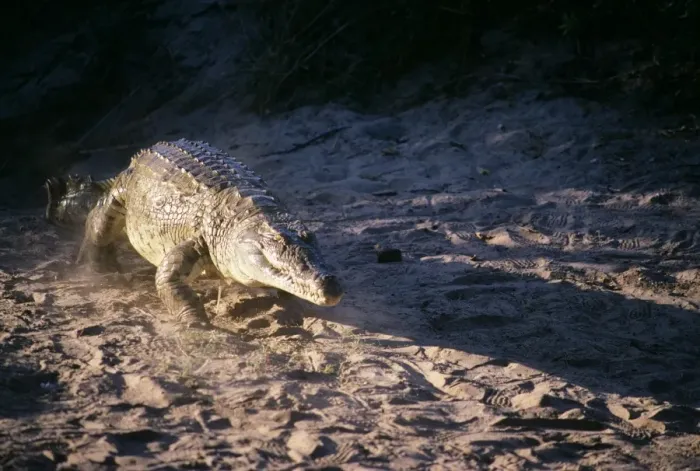 Framed Print : Nile Crocodile Framed Print : Nile Crocodile