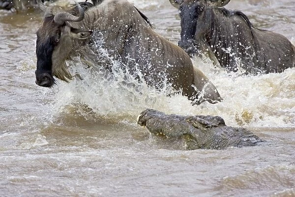 Nile Crocodile - attacking wildebeest in Mara River - Maasai Mara Reserve - Kenya