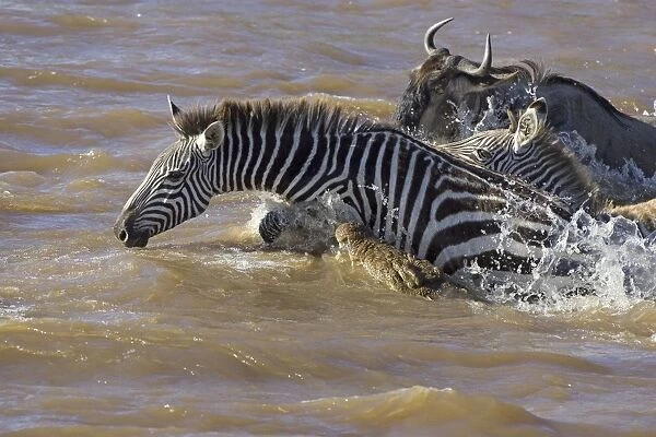 Nile Crocodile - attacking Zebra in Mara River - Maasai Mara Reserve - Kenya