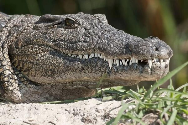 Nile Crocodile - close up of head - Chobe River - Botswana