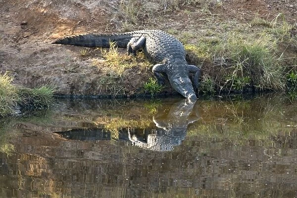 Nile Crocodile - entering water. Mopani, Kruger National Park, South Africa