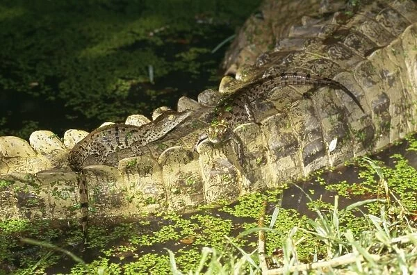 Nile Crocodile Female, babies on tail, South Africa