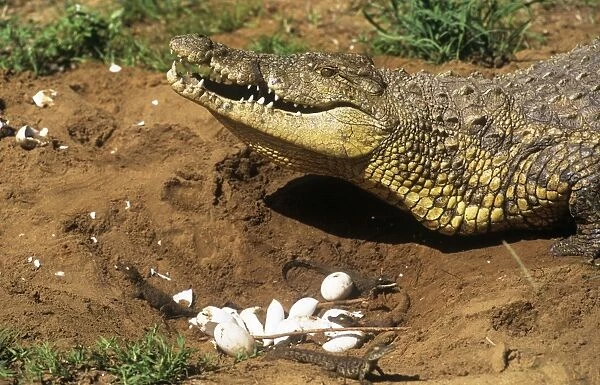Nile Crocodile - Female at nest collecting young in mouth