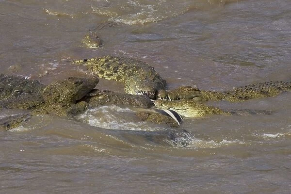Nile Crocodile - Hungry crocodiles feeding on zebra Maasai Mara Reserve, Kenya