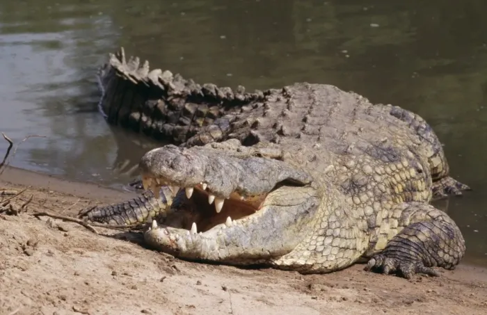 Framed Print : Nile Crocodile - with jaws open ti dissipate excess heat; cooling strategy Framed Print : Nile Crocodile - with jaws open ti dissipate excess heat; cooling strategy