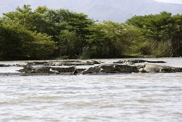 Nile Crocodile - Lake Chamo in Awasa ( Ethiopia). called Crocodile market by the natives as many crocodiles concentrate in certain places