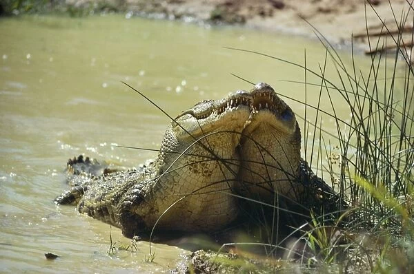Nile Crocodile - males challenge for dominance