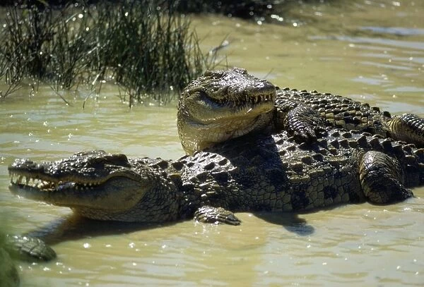 Nile Crocodile - mating courtship