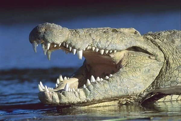 Nile crocodile - with mouth open - Masai Mara National Reserve - Kenya JFL14574