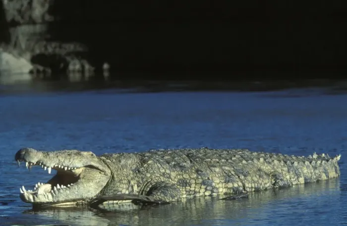 Framed Print : Nile Crocodile - resting in water Framed Print : Nile Crocodile - resting in water