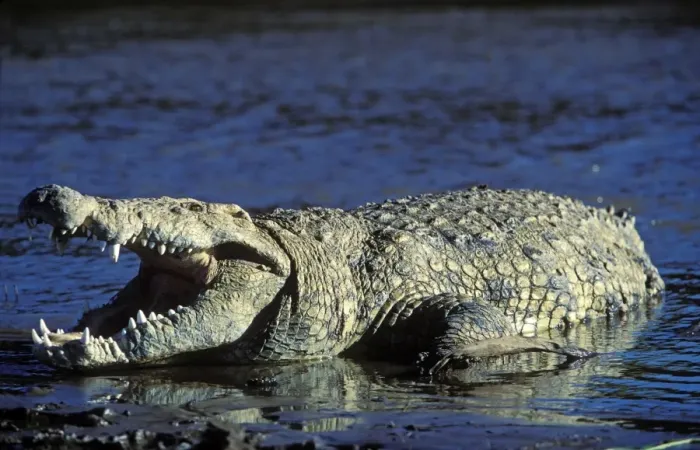 Framed Print : Nile Crocodile - resting in water with mouth open Framed Print : Nile Crocodile - resting in water with mouth open