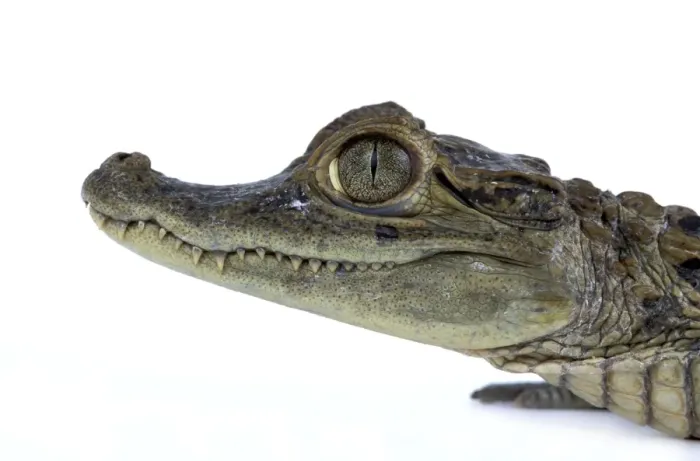 Framed Print : Nile Crocodile - studio Framed Print : Nile Crocodile - studio
