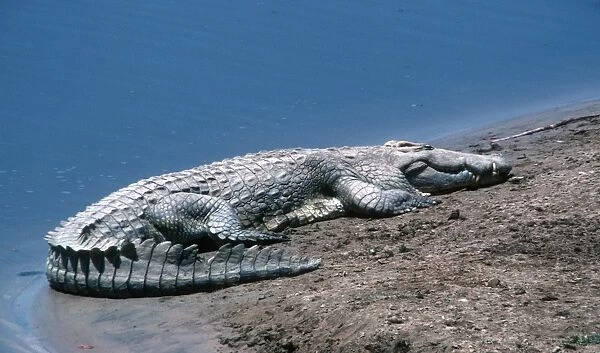 Nile Crocodile sunning on sandbank South Luangwa National Park Zambia Africa