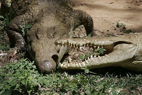 Nile Crocodile - two, showing aggression. Maasai Mara National Park - Kenya - Africa