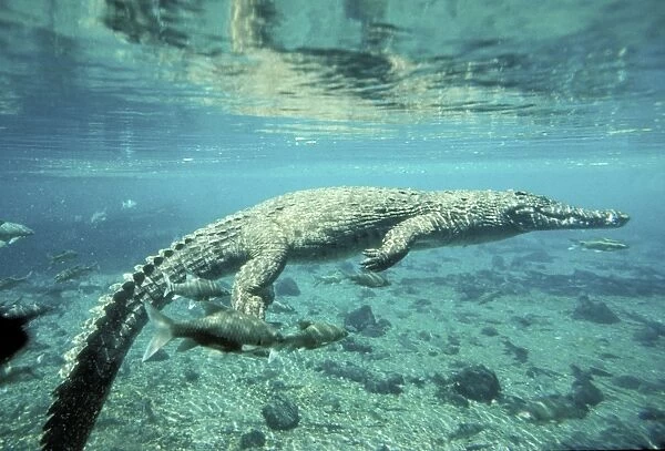 Nile Crocodile Underwater amongst fish Kenya