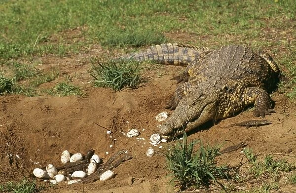 Nile Crocodile WAT 1721 Female with young & eggs at nest, South Africa. Crocodylus niloticus © M. Watson  /  ardea. com