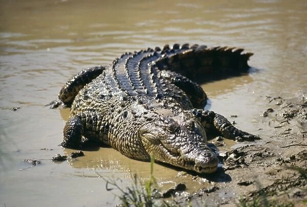 Nile Crocodile Zululand, South Africa