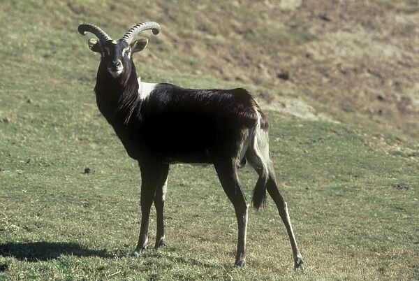 Nile Lechwe - adult male - Swamps of South Sudan and West Ethiopia