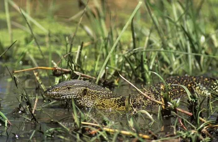 Framed Print : Nile Monitor Lizard Framed Print : Nile Monitor Lizard