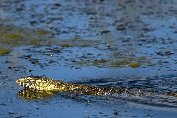 Nile Monitor  /  Water Monitor  /  Leguaan swimming. Andries Vosloo Kudu Reserve, nr Grahamstown, Eastern Cape, South Africa