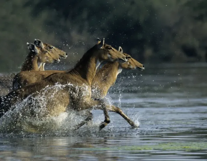 Framed Print : Nilgai / Bluebuck / Blue bull Antelope - Females running through the wetland. Keoladeo National Park India Framed Print : Nilgai / Bluebuck / Blue bull Antelope - Females running through the wetland. Keoladeo National Park India