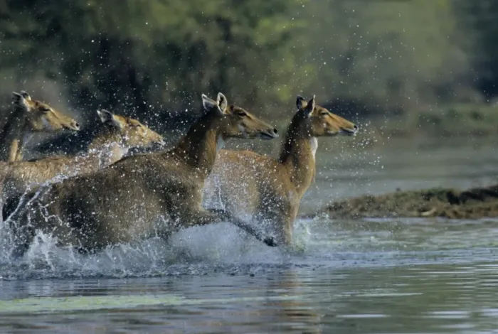 Framed Print : Nilgai / Bluebuck / Blue bull Antelope - Females running through the wetland. Keoladeo National Park India Framed Print : Nilgai / Bluebuck / Blue bull Antelope - Females running through the wetland. Keoladeo National Park India