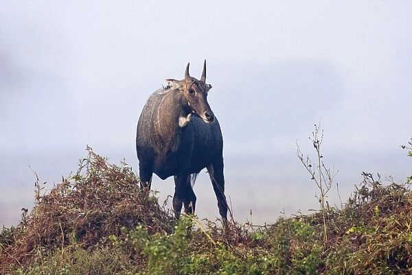 Nilgai  /  Bluebull - stag - Keoladeo National Park, Rajasthan, India