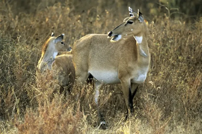 Framed Print : Nilgai - female and young - Ranthambhor National Park - India Framed Print : Nilgai - female and young - Ranthambhor National Park - India