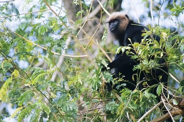 Nilgiri  /  John's  /  Black Leaf Langur Monkey - feeding India