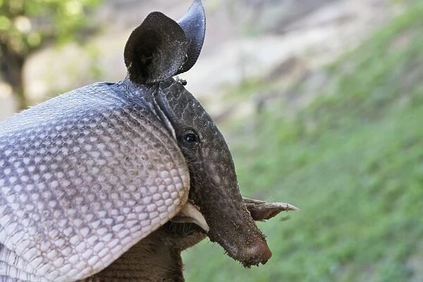 Nine-banded Long-nosed Armadillo Central Suriname Nature Reserve South America