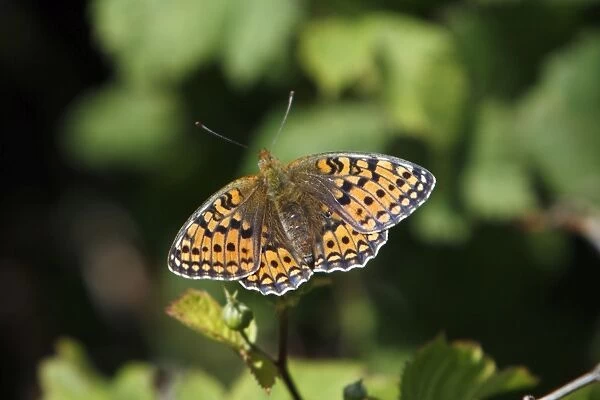 Niobe Fritillary - butterfly resting in the sun, Island of Texel, Holland