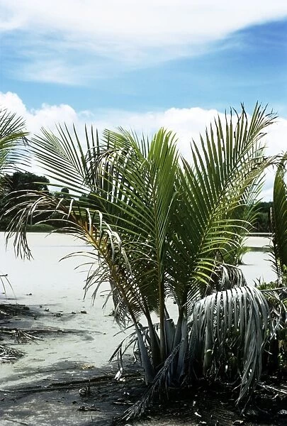 Nipa Palm. EL-1282. NIPA PALM. West New Britain, Papua New Guinea