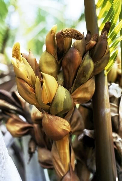 Nipa Palm - flower spike