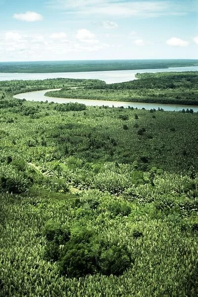Nipa Palm - swampland - Purari Delta - Papua New Gunea