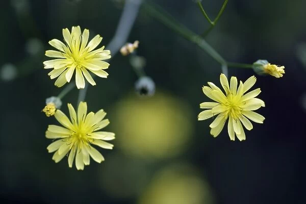 Nipplewort - flowers - Lower Saxony - Germany