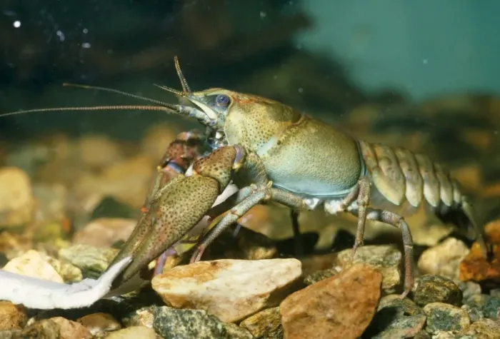 Framed Print : Noble Crayfish - freshwater Europe Framed Print : Noble Crayfish - freshwater Europe