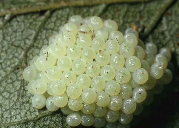Noctuid Moth - Egg Cluster on blackthorn