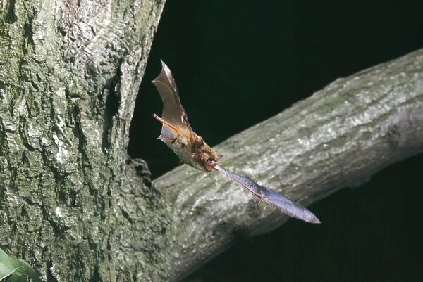 Noctule Bat - in flight