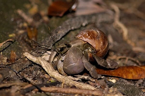 A nocturnal Hermit Crab (unidentified) rummages in rainforest floor, typical on Tioman Island, Malaysia; June. Ma39. 3650