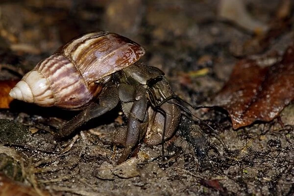 A nocturnal Hermit Crab (unidentified) rummages in rainforest floor, typical on Tioman Island, Malaysia; June. Ma39. 3651