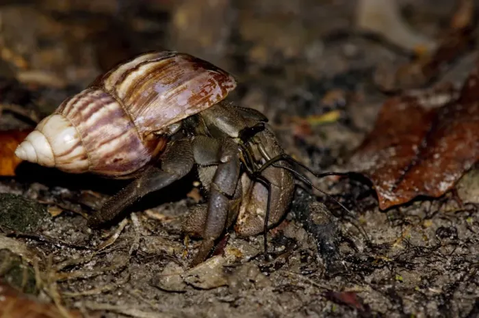 Framed Print : A nocturnal Hermit Crab (unidentified) rummages in rainforest floor, typical on Tioman Island, Malaysia; June. Ma39. 3651 Framed Print : A nocturnal Hermit Crab (unidentified) rummages in rainforest floor, typical on Tioman Island, Malaysia; June. Ma39. 3651