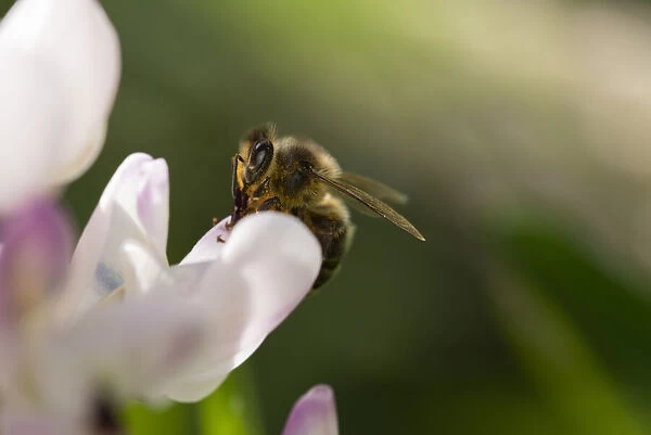 nodic bee flying standing on an white lupine flower