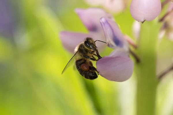nodic bee standing on an lila lupine flower