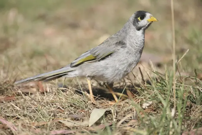 Framed Print : Noisy Miner - On ground In Hobart Botanic Gardens, Tasmania. Found throughout southeast Australia and Tasmania. Inhabits open woodlands and well-vegetated urban areas. Common Framed Print : Noisy Miner - On ground In Hobart Botanic Gardens, Tasmania. Found throughout southeast Australia and Tasmania. Inhabits open woodlands and well-vegetated urban areas. Common
