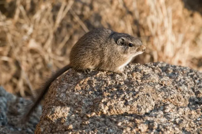 Framed Print : Noki / Dassie Rat - sitting on rock in early morning light - Namibia Framed Print : Noki / Dassie Rat - sitting on rock in early morning light - Namibia