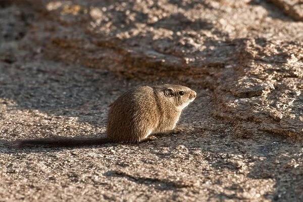 Noki  /  Dassie Rat - sitting on rock - Namibia