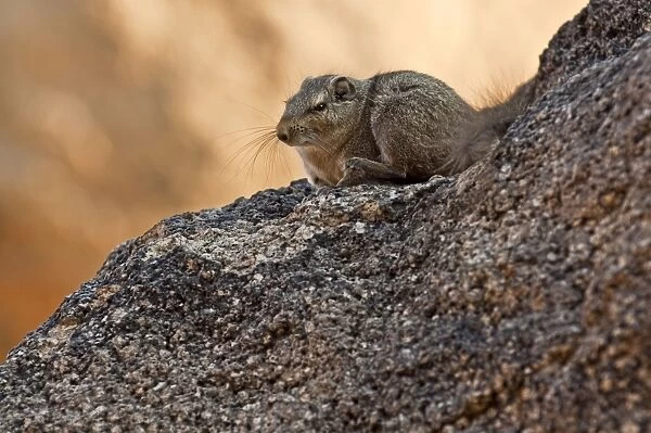 Noki  /  Dassie Rat - sitting on rock - Namibia
